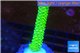 Acropora neon green 3-5 cm WYSIWYG acclimaté