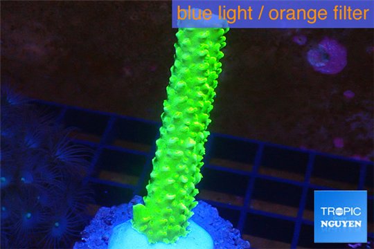 Acropora neon green 3-5 cm WYSIWYG acclimaté