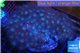 Parazoanthus yellow polyps 8-12 cm WYSIWYG acclimaté