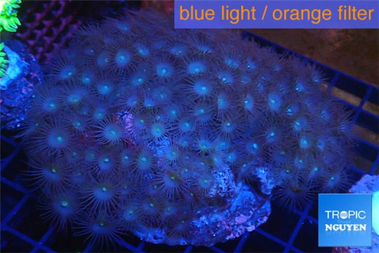 Parazoanthus yellow polyps 8-12 cm WYSIWYG acclimaté