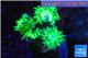 Duncanopsamia green 3 polyps WYSIWYG acclimaté