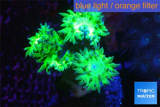 Duncanopsamia green 3 polyps WYSIWYG acclimaté