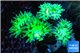 Duncanopsamia green 3 polyps WYSIWYG acclimaté