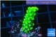 Acropora neon green 2-4 cm WYSIWYG acclimaté