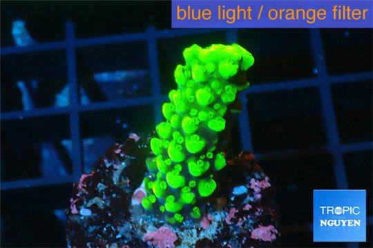 Acropora neon green 2-4 cm WYSIWYG acclimaté