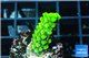 Acropora neon green 2-4 cm WYSIWYG acclimaté