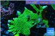Montipora green & purple polyps 5-6 cm WYSIWYG acclimaté