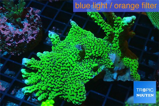 Montipora green & purple polyps 5-6 cm WYSIWYG acclimaté