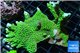Montipora green & purple polyps 5-6 cm WYSIWYG acclimaté
