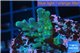 Acropora green purple Fijii 2-3 cm WYSIWYG acclimaté