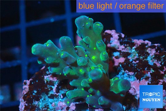 Acropora green purple Fijii 2-3 cm WYSIWYG acclimaté