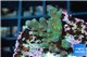 Acropora green purple Fijii 2-3 cm WYSIWYG acclimaté