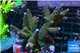 Acropora purple tip Indonesia 8-12 cm WYSIWYG acclimaté