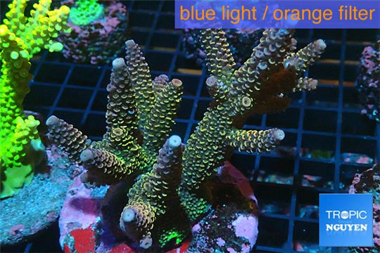 Acropora purple tip Indonesia 8-12 cm WYSIWYG acclimaté