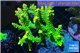 Acropora golden sunset Indonesia 8-12 cm WYSIWYG acclimaté