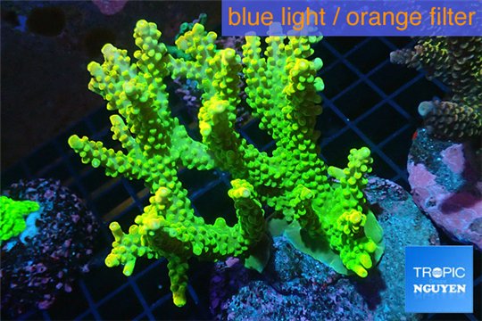 Acropora golden sunset Indonesia 8-12 cm WYSIWYG acclimaté