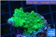 Acropora green 3-5 cm WYSIWYG acclimaté