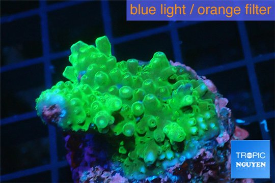 Acropora green 3-5 cm WYSIWYG acclimaté