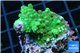 Acropora green 3-5 cm WYSIWYG acclimaté