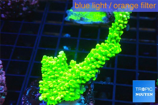 Acropora neon green 3-5 cm WYSIWYG acclimaté