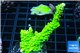 Acropora neon green 3-5 cm WYSIWYG acclimaté