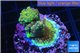 Acropora golden green 2-4 cm WYSIWYG acclimaté