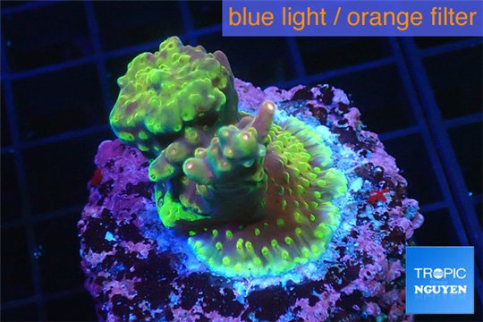 Acropora golden green 2-4 cm WYSIWYG acclimaté