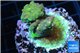Acropora golden green 2-4 cm WYSIWYG acclimaté