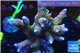 Acropora purple tip Indonesia 8-12 cm WYSIWYG acclimaté