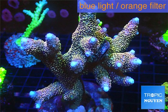 Acropora purple tip Indonesia 8-12 cm WYSIWYG acclimaté