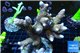 Acropora purple tip Indonesia 8-12 cm WYSIWYG acclimaté