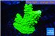Acropora neon green 3-5 cm WYSIWYG acclimaté