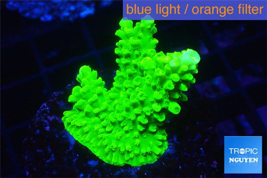 Acropora neon green 3-5 cm WYSIWYG acclimaté