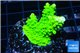 Acropora neon green 3-5 cm WYSIWYG acclimaté