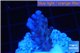Acropora purple & white polyps Fijii 2 cm WYSIWYG acclimaté