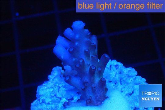 Acropora purple & white polyps Fijii 2 cm WYSIWYG acclimaté