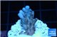 Acropora purple & white polyps Fijii 2 cm WYSIWYG acclimaté