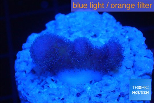 Stylophora full opink Fijii 2 cm WYSIWYG acclimaté