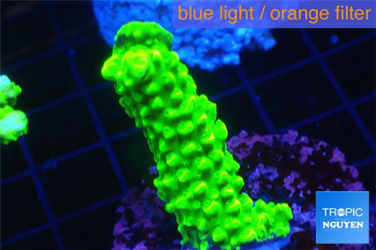 Acropora neon green 3-5 cm WYSIWYG acclimaté