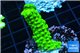 Acropora neon green 3-5 cm WYSIWYG acclimaté