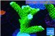 Acropora neon green 4-6 cm WYSIWYG acclimaté