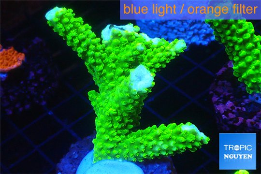 Acropora neon green 4-6 cm WYSIWYG acclimaté