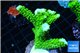 Acropora neon green 4-6 cm WYSIWYG acclimaté