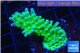 Acropora green & blue tip Fijii 3-5 cm WYSIWYG acclimaté