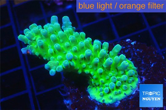 Acropora green & blue tip Fijii 3-5 cm WYSIWYG acclimaté