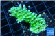 Acropora green & blue tip Fijii 3-5 cm WYSIWYG acclimaté