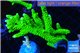 Acropora neon green (without plug) 8-11 cm WYSIWYG acclimaté