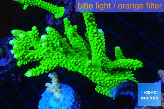 Acropora neon green (without plug) 8-11 cm WYSIWYG acclimaté