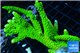 Acropora neon green (without plug) 8-11 cm WYSIWYG acclimaté