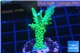 Acropora green & purple tip 3-4 cm WYSIWYG acclimaté